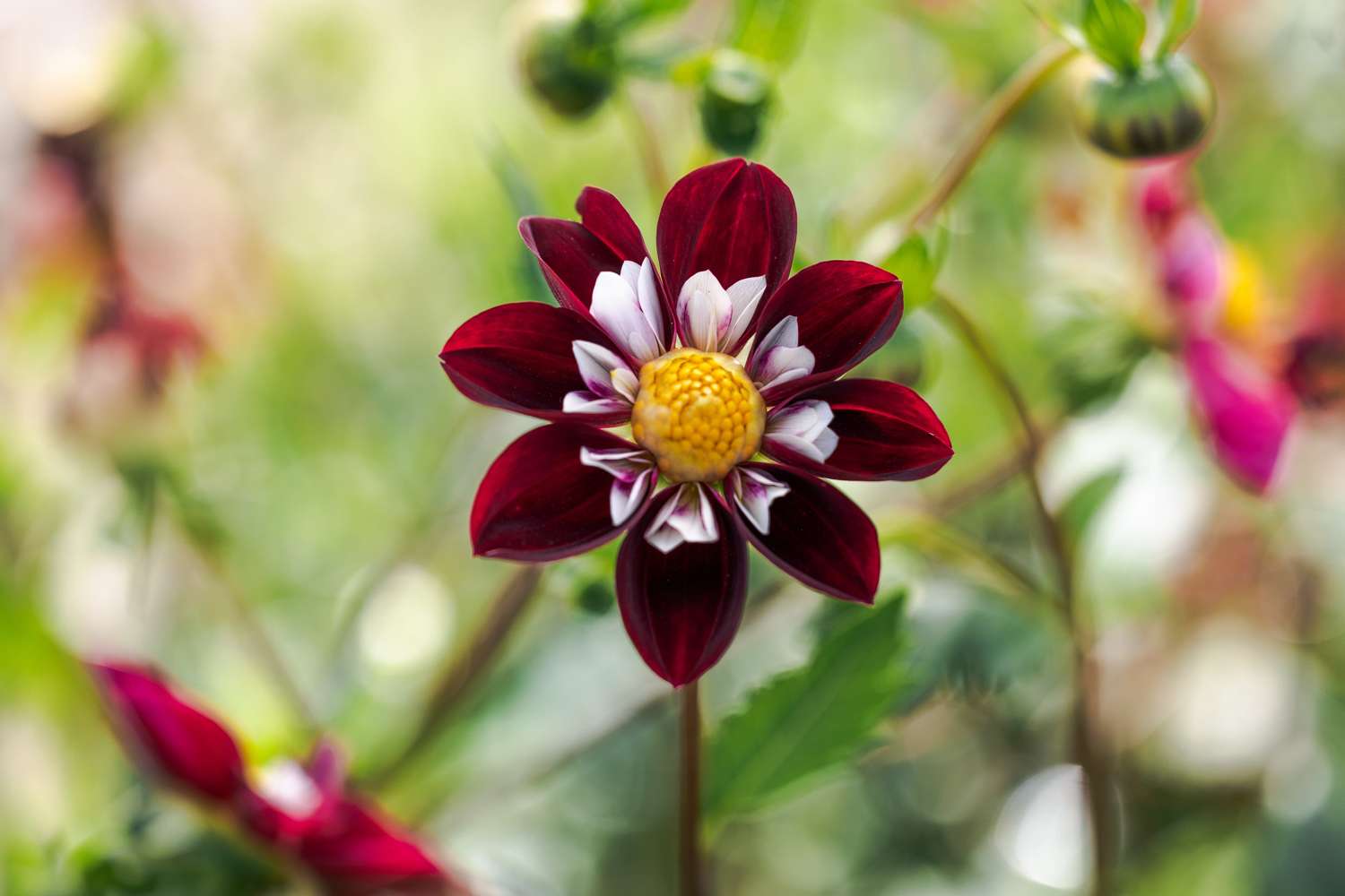 Daalia 'Mary Evelyn'